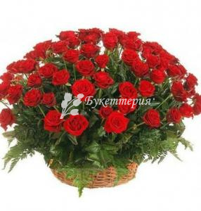 Корзина 75 красных роз «Морячка»
