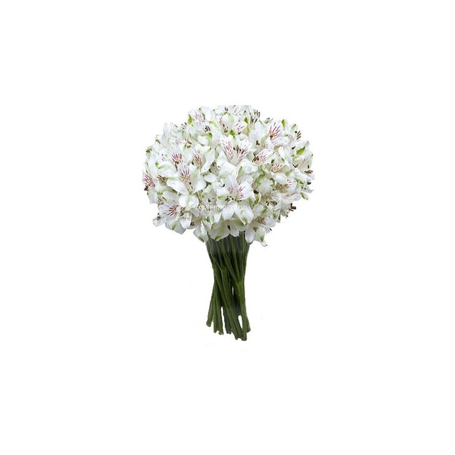 Белые альстромерии - магазин цветов «Букеттерия» в Сочи