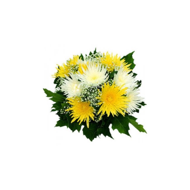 Желто-белые хризантемы - магазин цветов «Букеттерия» в Сочи
