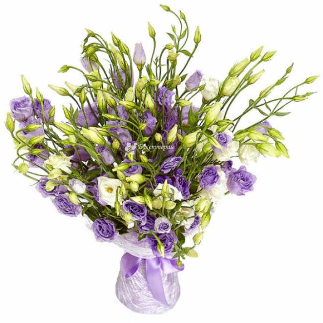 Эустомы свежие 15 шт - магазин цветов «Букеттерия» в Сочи