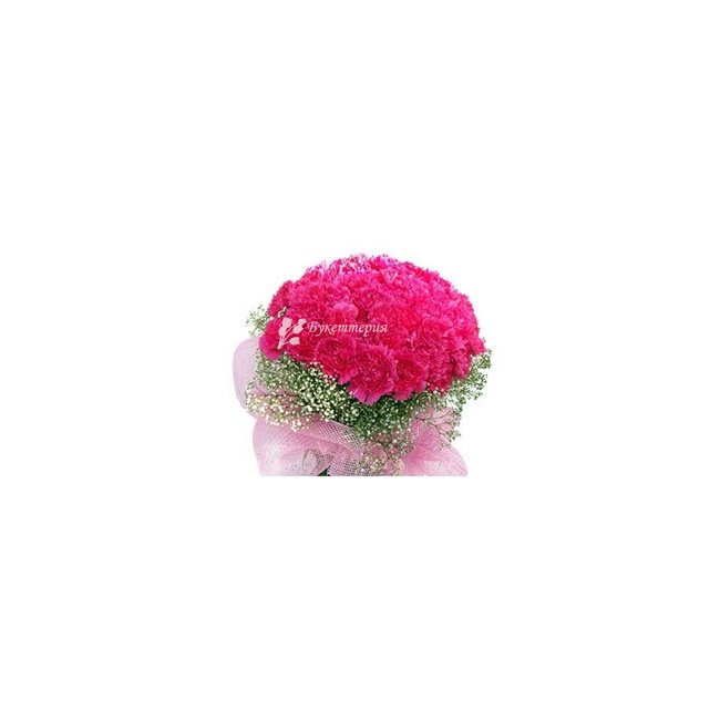 Букет 35 розовых гвоздик «Соло» - магазин цветов «Букеттерия» в Сочи