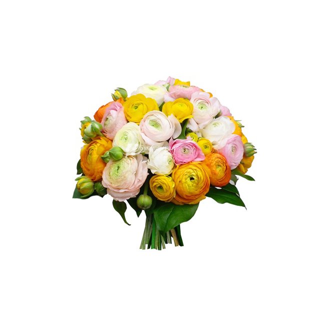 Букет 29 ранункулюсов «Внимание» - магазин цветов «Букеттерия» в Сочи