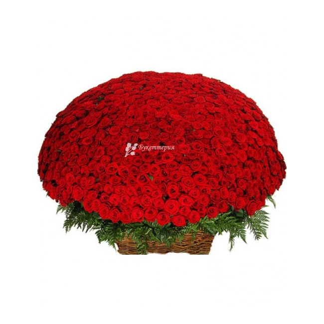 1001 красная роза - магазин цветов «Букеттерия» в Сочи