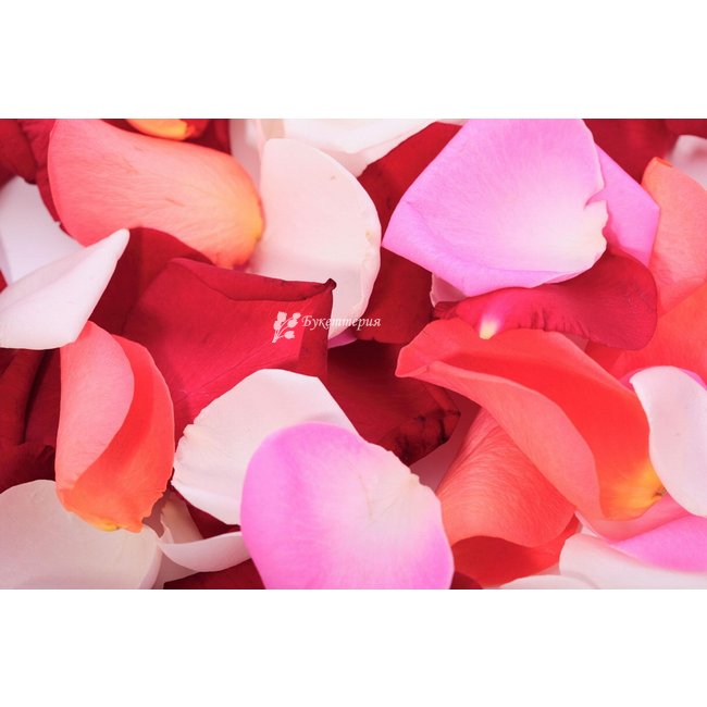 Разноцветные лепестки роз - магазин цветов «Букеттерия» в Сочи
