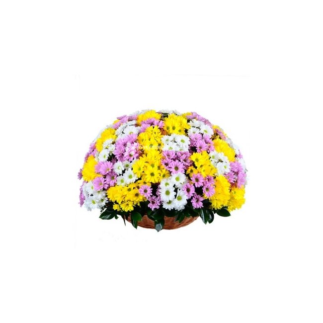 Корзина хризантем «Торжество» - магазин цветов «Букеттерия» в Сочи